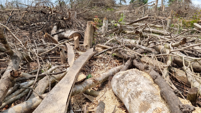 Hình ảnh cận cảnh rừng bị phá không thương tiếc ở Quảng Trị - 1