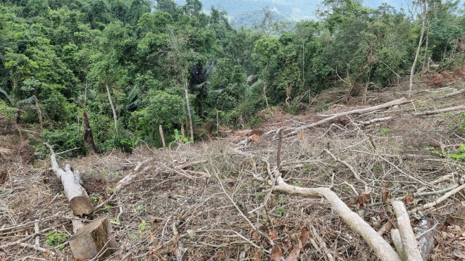 Hình ảnh cận cảnh rừng bị phá không thương tiếc ở Quảng Trị - 2