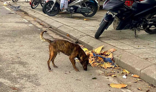 Bắt chó thả rông: ‘Đau đầu’ tìm nơi nhốt giữ - 1