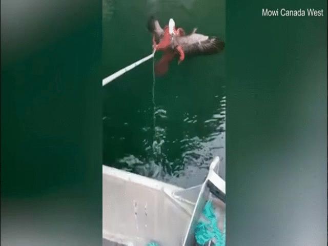 Video: Bắt bạch tuộc ăn thịt, đại bàng rơi vào cảnh thê thảm vì đòn hiểm của con mồi