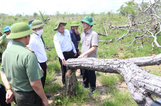 Bí thư, Chủ tịch tỉnh Đắk Lắk kiểm tra hiện trường vụ phá rừng gây xôn xao dư luận - 1