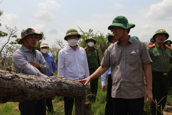 Bí thư, Chủ tịch tỉnh Đắk Lắk kiểm tra hiện trường vụ phá rừng gây xôn xao dư luận - 2