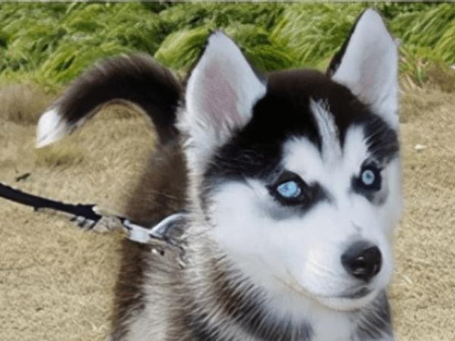 Mua chó Husky trên mạng chưa đến 200.000 đồng, chàng trai vừa nhận hàng đã muốn tăng xông