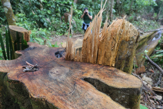 Yêu cầu Quảng Nam làm rõ vì sao rừng tự nhiên &#34;đột ngột&#34; giảm 2.850 ha - 2