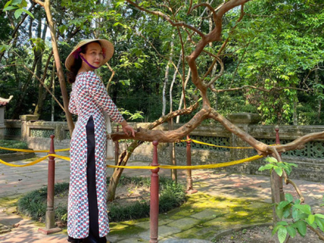 Thanh Hóa: Bí ẩn cây ổi 89 năm tuổi cứ sờ vào là "cười khúc khích" ở Khu di tích Lam Kinh-Du lịch