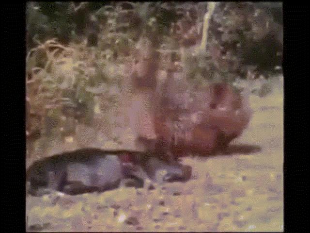 Video: ”To gan lớn mật” tử chiến báo hoa mai, chó sói nhận kết cục thảm khốc