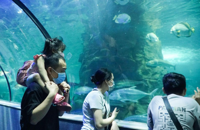 Hà Nội: Hàng vạn người tham quan thủy cung lớn nhất cả nước dịp nghỉ lễ - 3