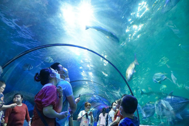 Hà Nội: Hàng vạn người tham quan thủy cung lớn nhất cả nước dịp nghỉ lễ - 4