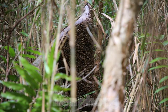 Theo chân thợ gác kèo ong ở 'vùng đất cuối trời’ - 3