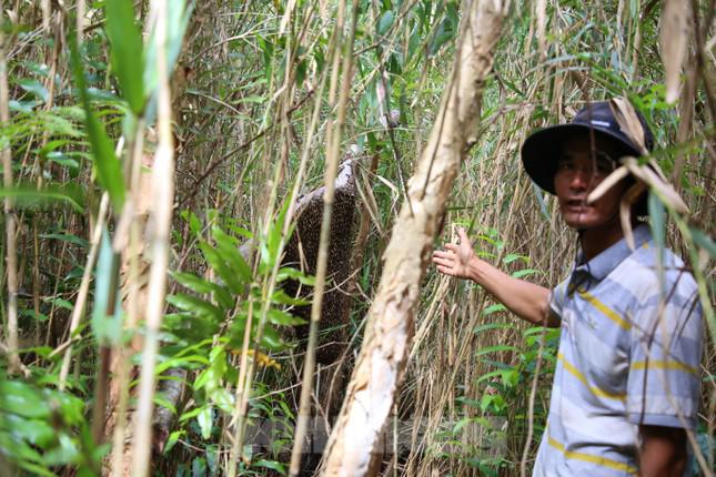 Theo chân thợ gác kèo ong ở 'vùng đất cuối trời’ - 2