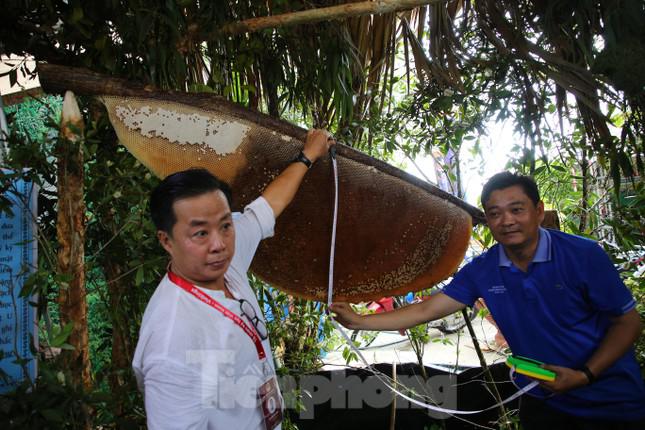 Theo chân thợ gác kèo ong ở 'vùng đất cuối trời’ - 7
