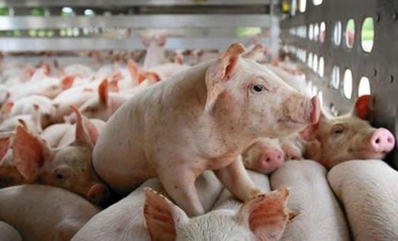 Giá lợn hơi đứng im, thức ăn chăn nuôi tăng vọt, nông dân ôm lỗ nặng - 1