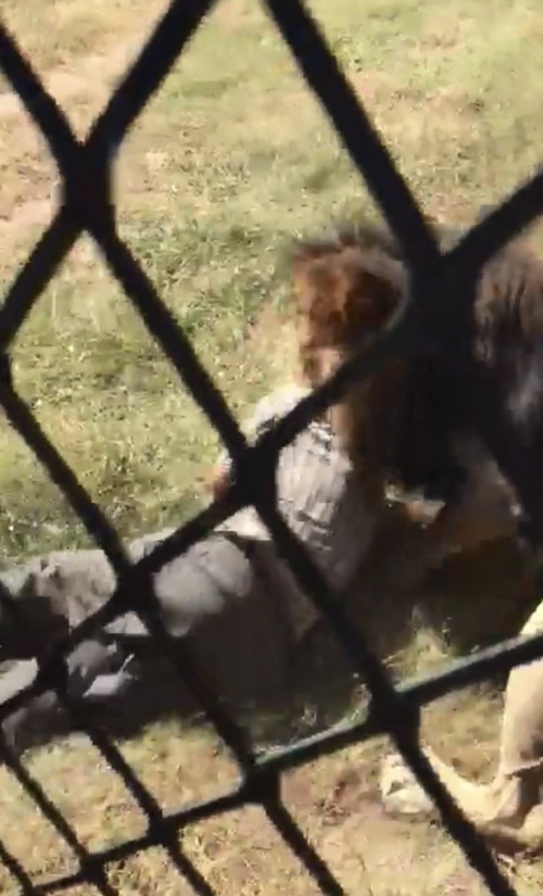Video: Hãi hùng cảnh người đàn ông bị sư tử vồ, kéo lê trong khu bảo tồn Nam Phi - 1