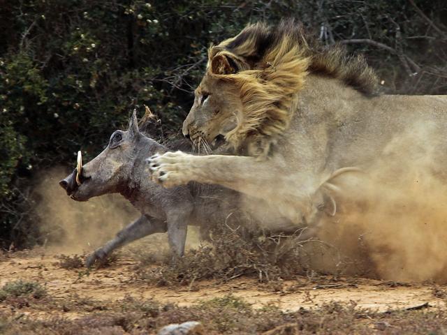 Những pha săn lợn rừng cực điêu luyện của sư tử