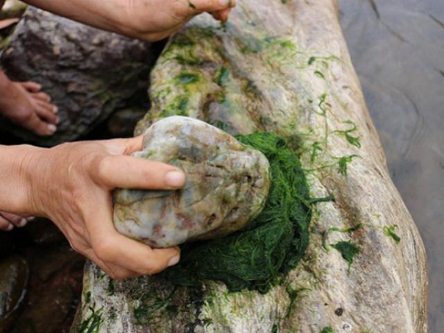 Đặc sản ”trời cho” mọc dại trên đá ở Việt Nam, vớt về bán kiếm nửa triệu/ngày