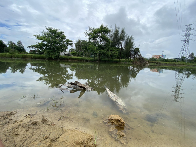 Lập đoàn kiểm tra nguyên nhân cá chết hàng loạt trên sông Bàu Giang - 3