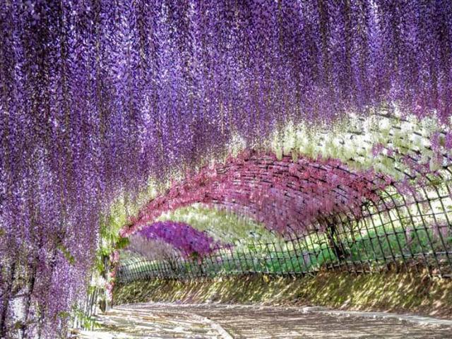 Đường hầm hoa tử đằng đẹp mê hồn ở Nhật Bản, sắc tím nhuộm cả một vùng trời