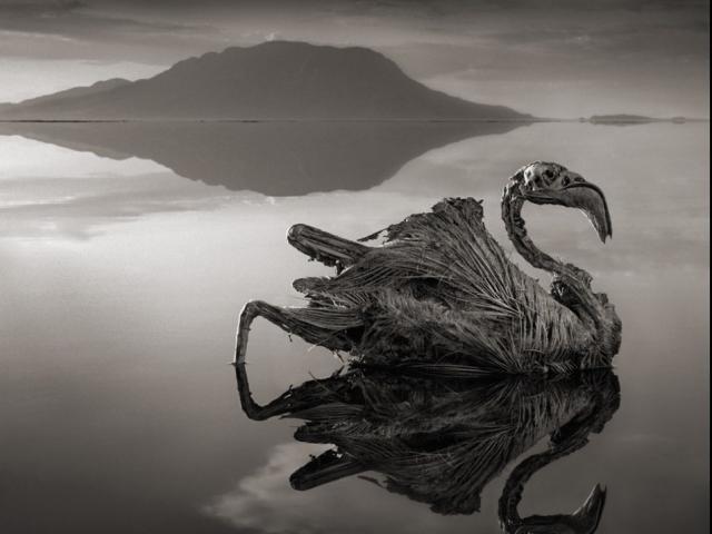 Hồ nước “tử thần” khiến hoá đá bất kỳ sinh vật nào bén mảng tới