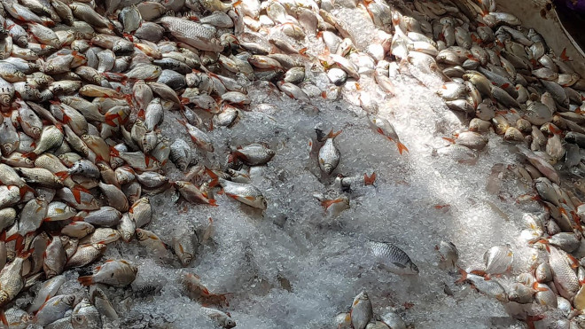 Khẩn trương tìm nguyên nhân cá chết hàng loạt ở Châu Đốc - 1