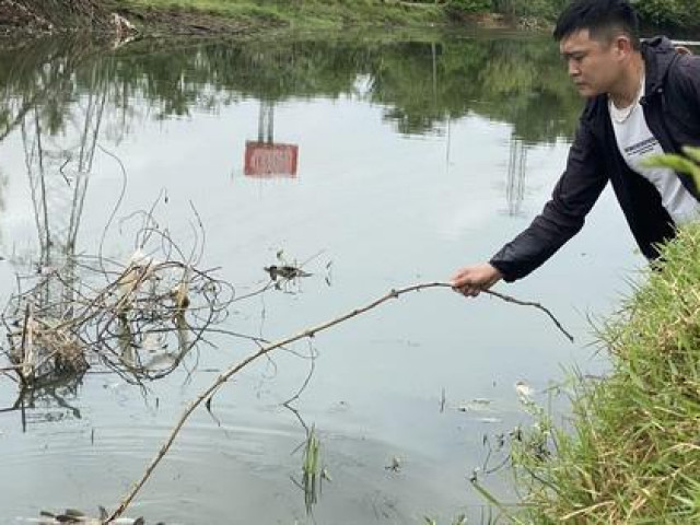 Lập đoàn kiểm tra nguyên nhân cá chết hàng loạt trên sông Bàu Giang