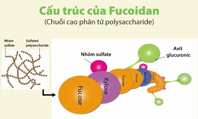Tìm hiểu về cấu trúc phân tử của fucoidan - 1