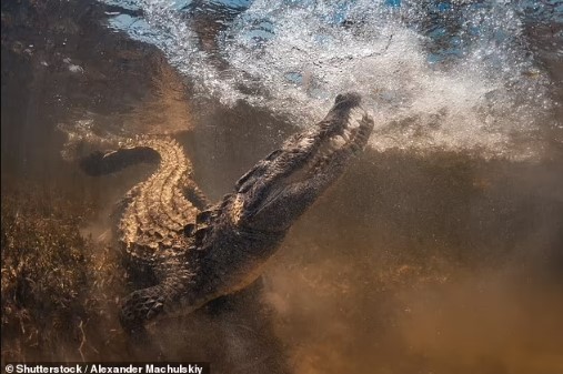 Đang bơi bị cá sấu ngoạm chặt tay, du khách kiên cường giành giật sự sống - 1