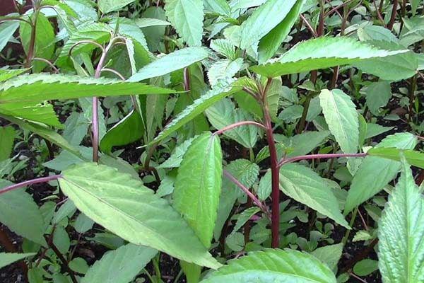 Rau đay giải nhiệt ngày hè, chữa táo bón hiệu quả - 1