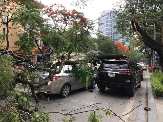 Hà Nội: Cây phượng gãy đổ, đè 2 ô tô đang lưu thông trên phố - 1