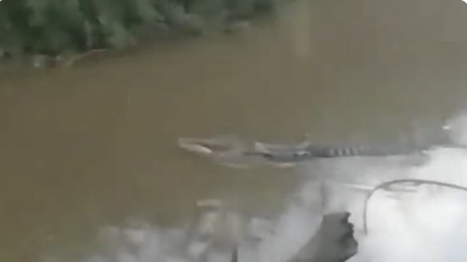 Indonesia: Đi câu bị cá sấu lôi xuống sông và điều hãi hùng sau đó - 1