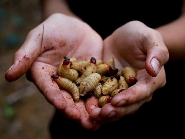 Bất ngờ loại côn trùng sống trong cây cọ được lùng mua với giá nửa triệu đồng/kg