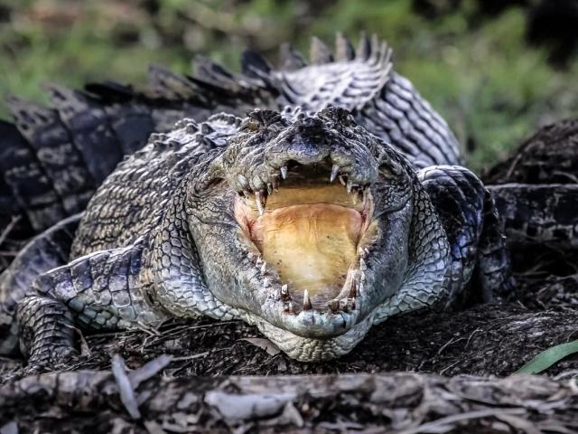 Cá sấu đoạt mạng ”mãng xà” bằng hàm răng sắc nhọn