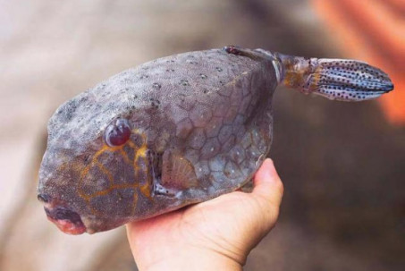Loài cá hiếm ở Việt Nam, trông dữ dằn nhưng ăn rất ngon, giá siêu đắt đỏ