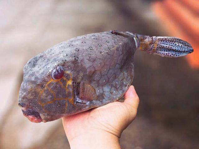 Loài cá hiếm ở Việt Nam, trông dữ dằn nhưng ăn rất ngon, giá siêu đắt đỏ