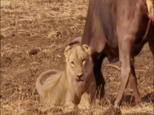 Video: Đang bị đàn sư tử đói xâu xé, trâu rừng bất ngờ vùng dậy đánh đuổi kẻ thù