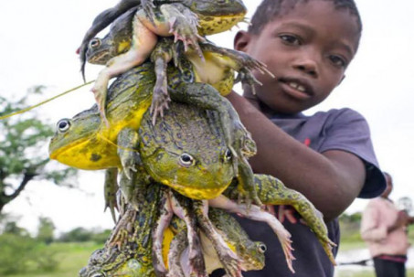 Tại sao người châu Phi lại ăn loài ếch khổng lồ cực độc này?