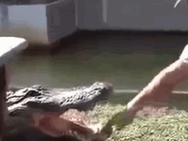 Clip: Dại dột trêu cá sấu, người đàn ông nhận cái kết kinh hoàng