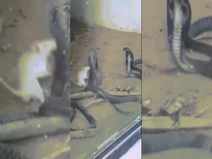 Video: Kinh ngạc cảnh chuột bạch cắn chết rắn hổ mang chúa rồi lôi đi xềnh xệch