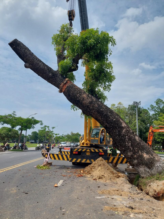 Huế di dời xà cừ cổ thụ 150 tuổi giữa mùa hè - 2