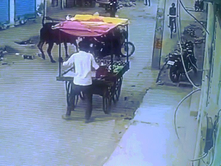 Video: Bị bò ”điên” tấn công, 3 người vứt xe máy bỏ chạy