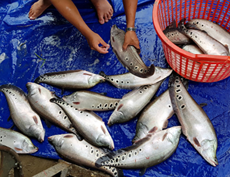 Mùa nước nổi, ngoài cá rô, cá chạch, người dân ra đồng vớt một mẻ là có đầy cá thát lát
