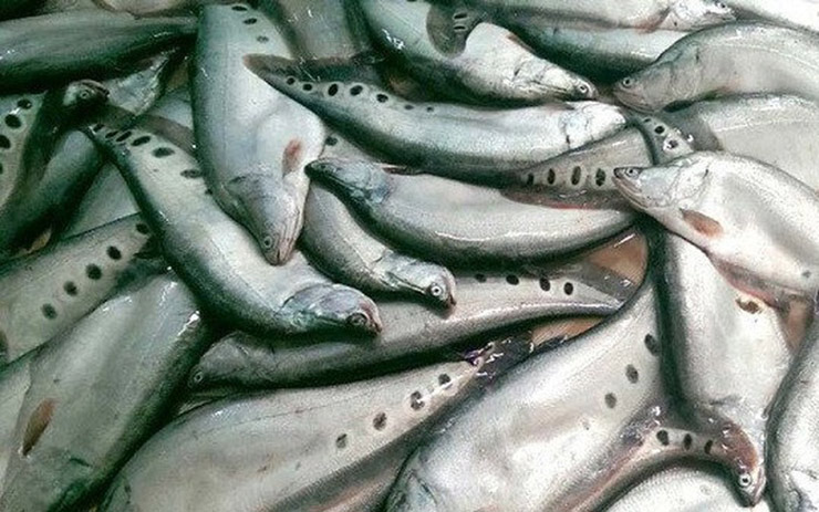 Anh Võ Đình Chiến, khu Bình Hiếu, phường Vĩnh Tường, thị xã Long Mỹ (Hậu Giang) chuyển sang ươm giống cá thát lát từ năm 2002
