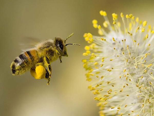 Uống phấn hoa mật ong trước khi ngủ có tốt không? - 1
