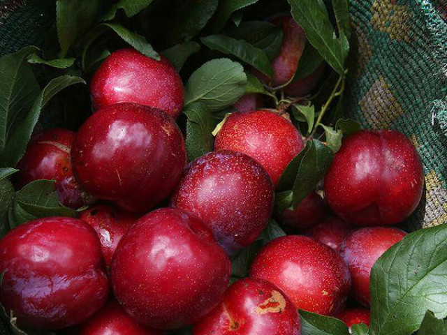 Những loại trái cây nên tránh ăn nhiều nếu không muốn bị mụn