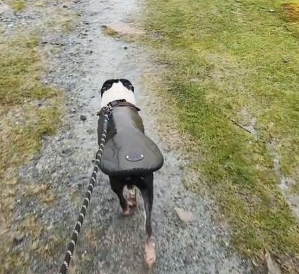 Clip: Chó cưng “cầu xin” chủ đưa đi dạo dưới trời mưa và cái kết bi hài - 2