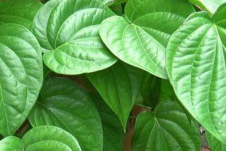Bị đau mắt có nên dùng nước lá trầu không để rửa mắt?