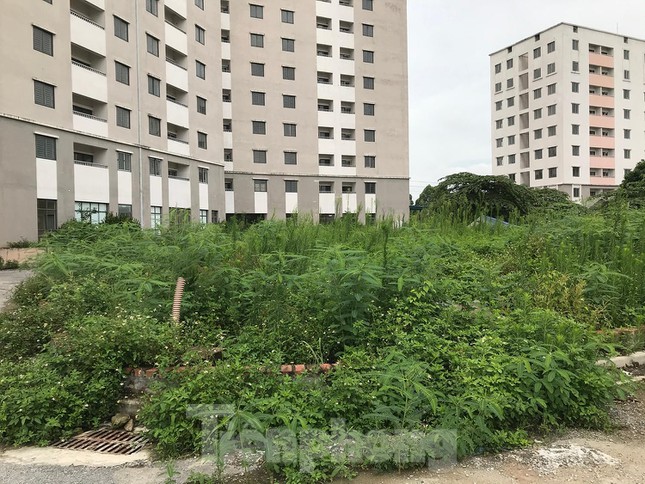 Gà, vịt ''nương tựa'' khu chung cư tái định cư trăm tỷ ở Hà Nội - 2