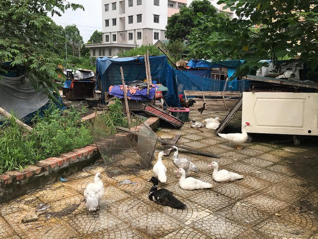 Gà, vịt ''nương tựa'' khu chung cư tái định cư trăm tỷ ở Hà Nội - 12