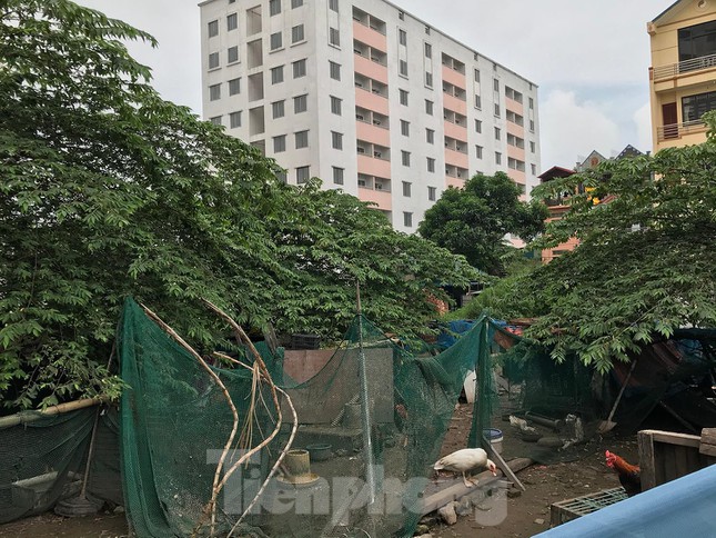 Gà, vịt ''nương tựa'' khu chung cư tái định cư trăm tỷ ở Hà Nội - 9