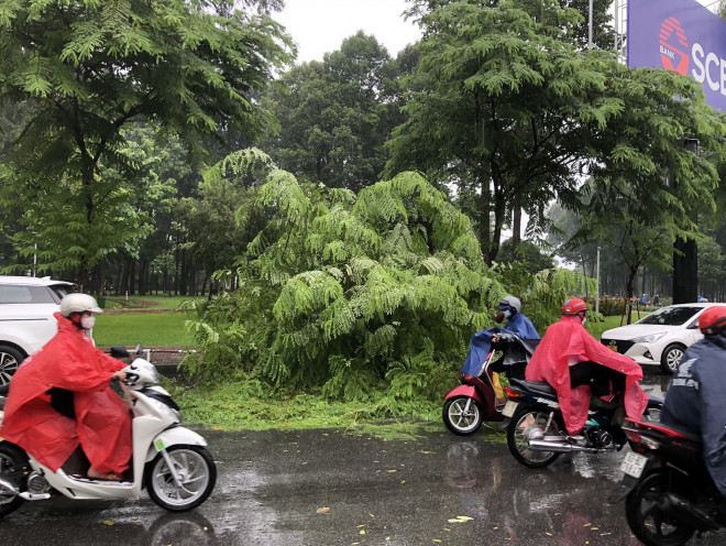 TP.HCM: Mưa lớn nhiều nơi, cây xanh bật gốc ngã đè ôtô - 1