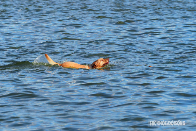 Nắng nóng 40 độ C, người Hà Nội dắt thú cưng xuống Hồ Tây giải nhiệt - 9